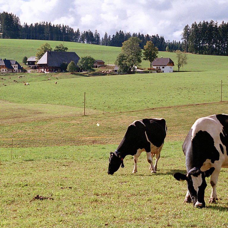 Kühe auf grüner Wiese, im Hintergrund ein Schwarzwaldhof