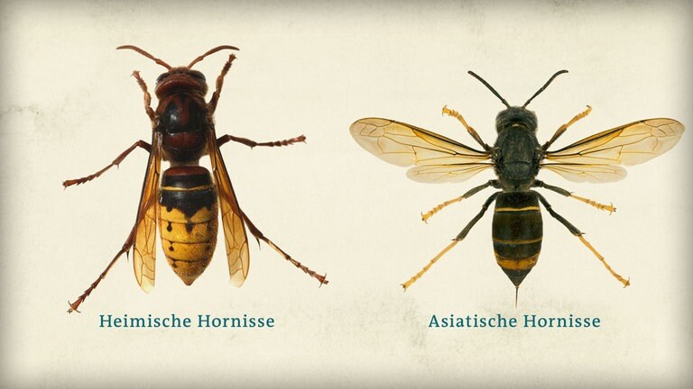 Ist eine Hornisse gefährlich oder harmlos SWR4