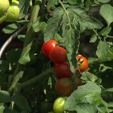 Tomaten im Sommer
