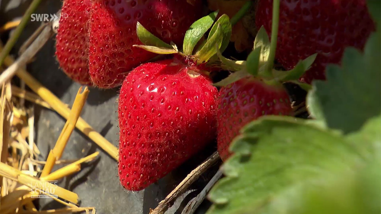 So Kann Man Erdbeeren Mal Anders Zubereiten Landesschau Baden