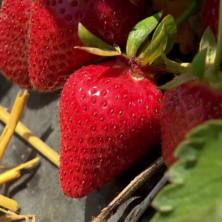 So Kann Man Erdbeeren Mal Anders Zubereiten Landesschau Baden