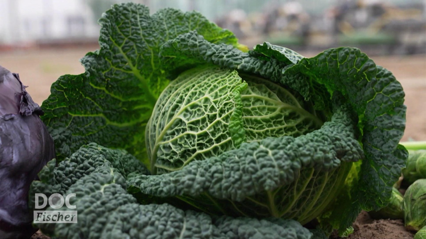 Kohl so gesund ist das heimische Gemüse Marktcheck TV