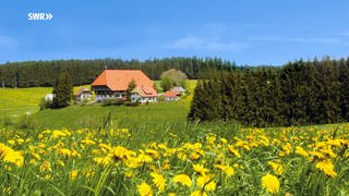 Das Familienhaus der Fallers liegt umsäumt von Löwenzahnwiesen im Schwarzwald