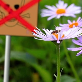 Ohne Chemie im Garten - Grafik - Totenkopfsymbol, rot durchkreuzt, unscharf im Hintergrund - Blüten mit nektarsammelnden Bienen im Vordergrund