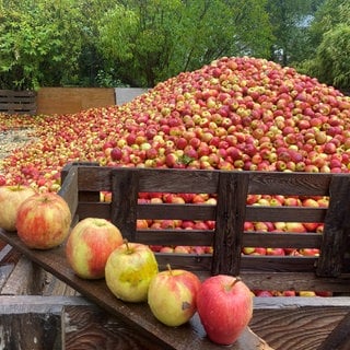 geerntete Äpfel werden gesammelt