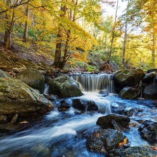 Fluss im Herbst-Wald mit kleinem Wasserfall