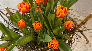 Tulpen im Zweiggestell