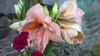 Amaryllis