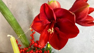 Amaryllis