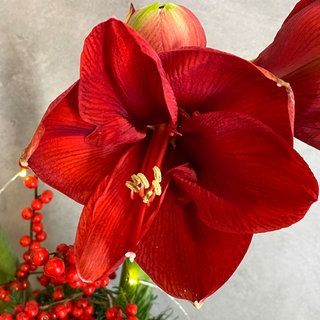 Amaryllis