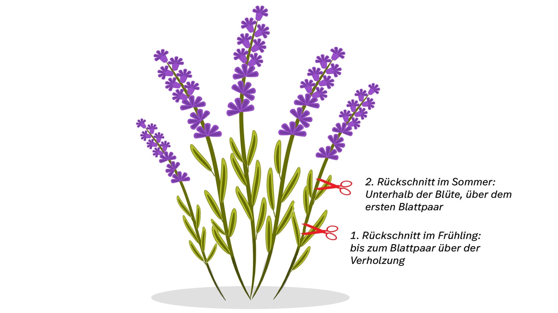 Wunderbar Lavendel Im September Schneiden Ebenbild