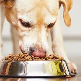 Hund frisst aus seinem Napf