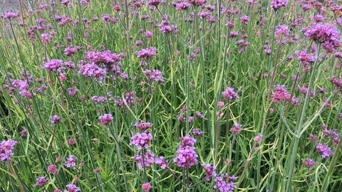 Argentinisches Eisenkraut (Verbena bonariensis)