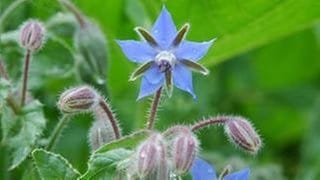 Borretsch (Borago officinalis)