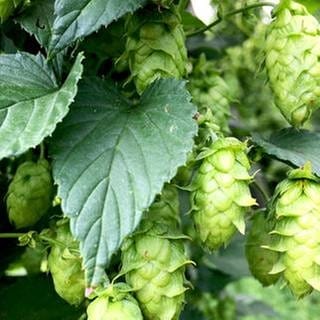 Hopfen