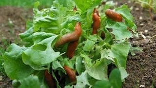 Mehrere Nacktschnecken auf einem Salatkopf in einem Garten.