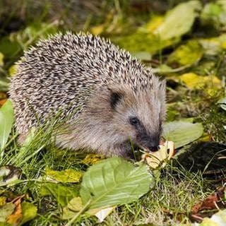 Ein Igel läuft über eine Wiese mit Laub.