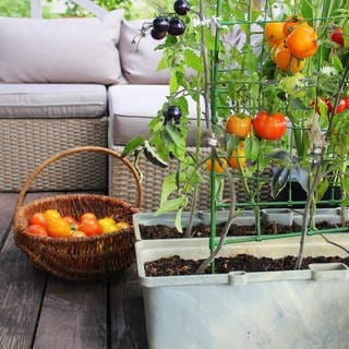 Tomatenanbau auf Balkon und Terrasse