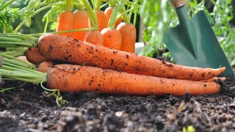 Karotten im Garten