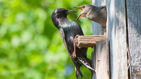 Vogel füttert Junges