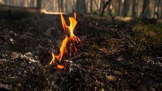 Eine Flamme lodert auf einem Waldboden - in und um Ransbach-Baumbach gibt es aktuell viele Waldbrände.
