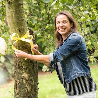 Gelbes Band an einem Obstbaum