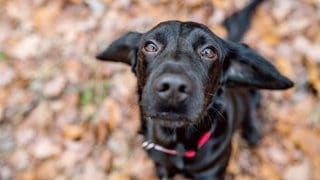 Hund im Herbstlaub