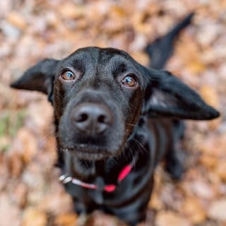 Hund im Herbstlaub