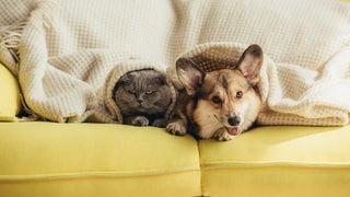 Hund und Katze auf dem Sofa