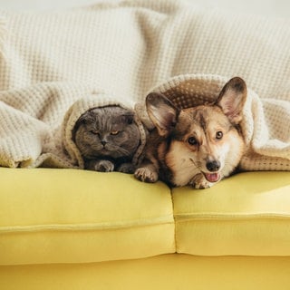 Hund und Katze auf dem Sofa