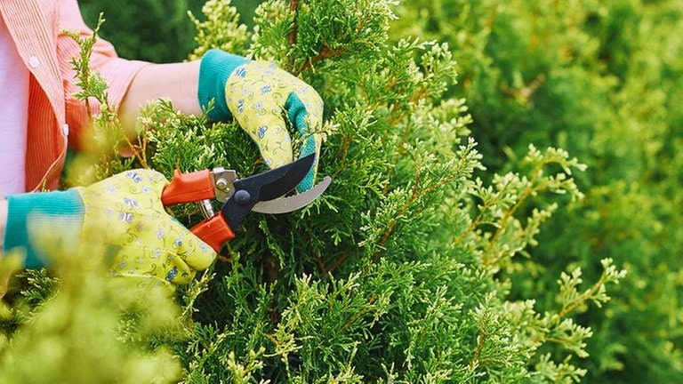 Eine Frau beschneidet eine Hecke mit einer Gartenschere.