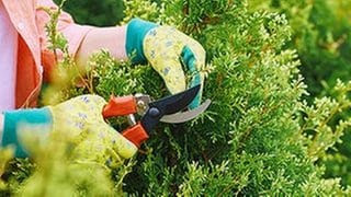 Eine Frau beschneidet eine Hecke mit einer Gartenschere.