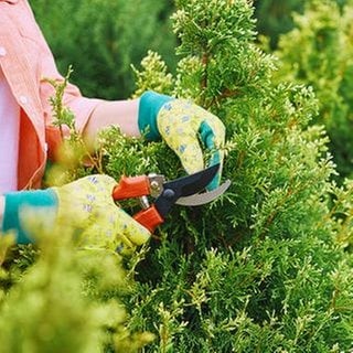 Eine Frau beschneidet eine Hecke mit einer Gartenschere.