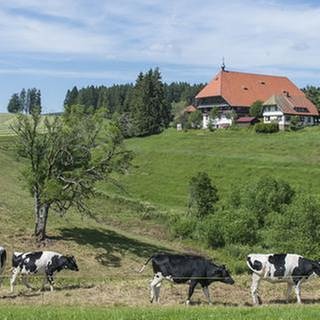 Der Fallerhof im Sommer, im Vordergrund Kühe