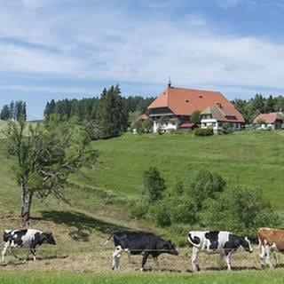 Der Fallerhof im Hintergrund, im Vordergrund Kühe