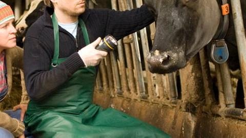 Andreas untersucht eine Kuh, Bea sieht ihm dabei zu