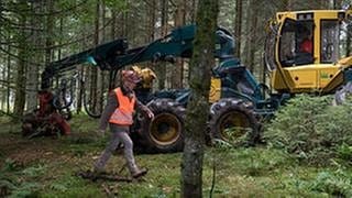 Karl und Riedle arbeiten mit dem Vollernter im Wald