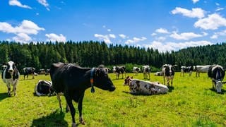 Schwarzbunte Kühe auf grüner Wiese