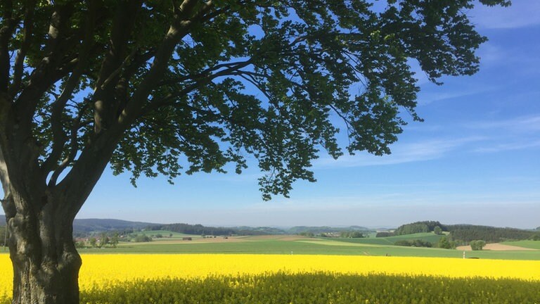 So schön ist das Fichtelgebirge, wenn das Wetter mitmacht  und der Raps blüht – eine Kulturlandschaft inmitten von bewaldeten Bergen.