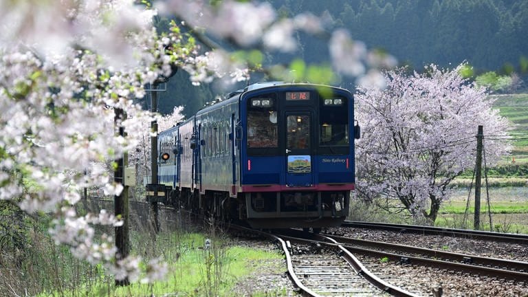 Die Noto-Railway auf der Noto-Halbinsel - die Strecke ist von blühenden Kirschbäumen gesäumt.