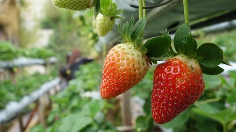 Erdbeeren im Beet in einem Gewächshaus