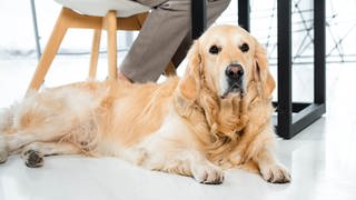 Hund im Büro