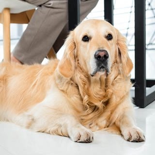 Hund im Büro