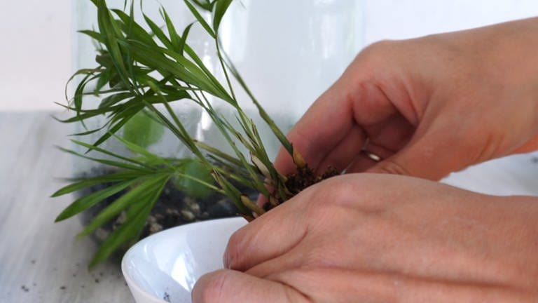 Bei den Pflanzen die lockere Erde rund um die Wurzeln entfernen (Erde muss nicht vollständig entfernt werden) und die Pflanzen im Glasgefäß einsetzen.
