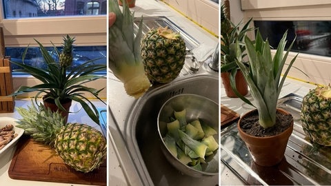 Ananas selber ziehen