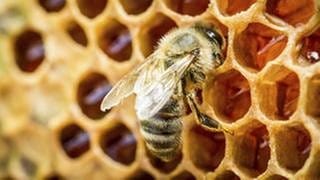 Eine Biene sitzt auf einer Bienenwabe