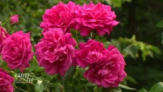 Pinkfarbene Rosen an Strauch im Garten
