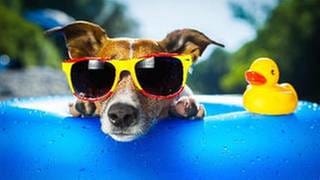 Ein Hund mit Sonnenbrille liegt im Swimmingpool