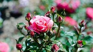 Blühende pinke Rosen im Rosengarten.