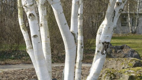 Weißrindige Himalaya-Birke (Betula utilis Doorenbos )